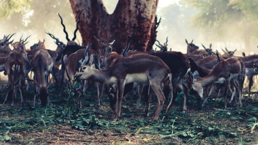Wildlife Photography Of Herd Of Gazelle