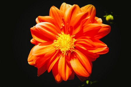 Orange Daisy Flower In Close-up Photography