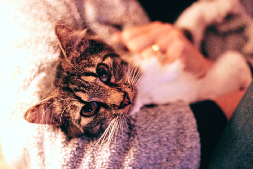 Close-Up Photography Of Tabby Cat