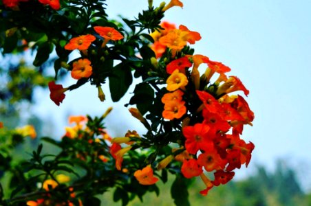 Orange Flowers photo