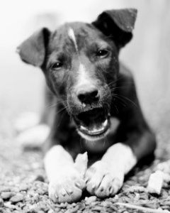 Monochrome Photography Of A Dog photo