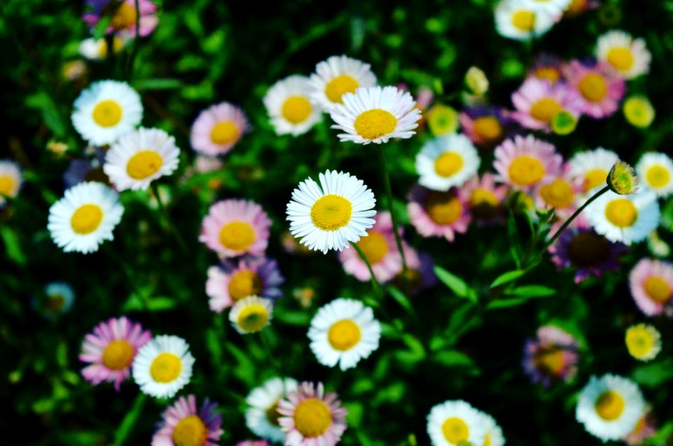 White And Yellow Flower