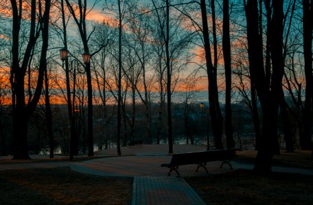 Gray Forest At Sunrise