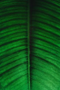 Green And Black Leaf Photo