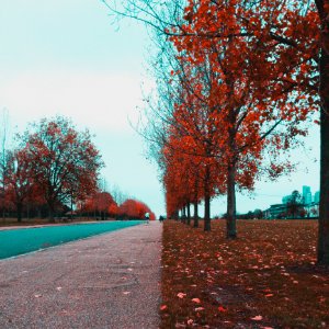 Pathway Between Red Leaf Trees photo
