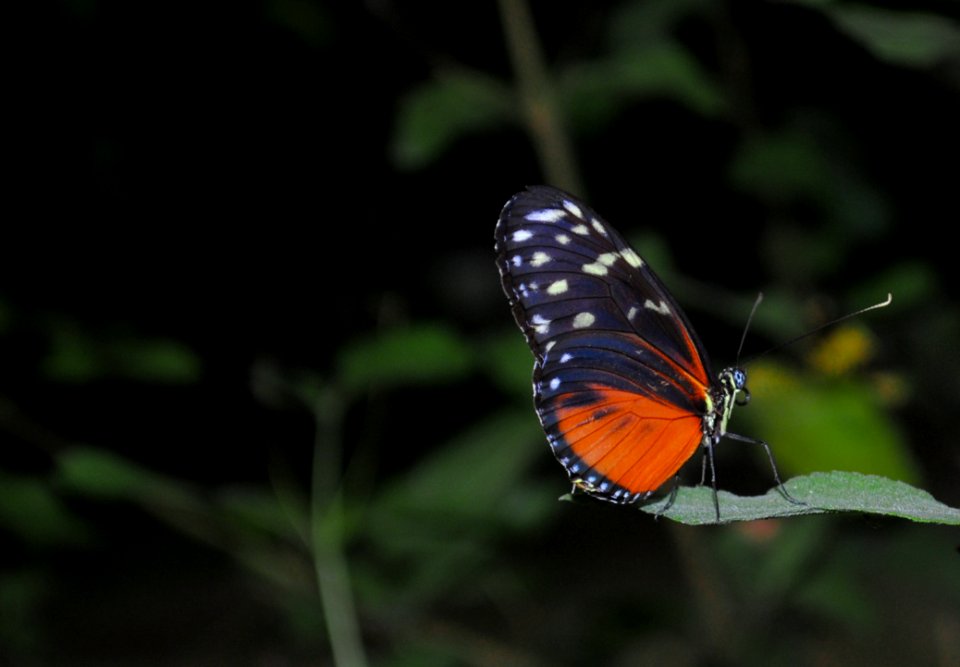Black And Orange Butterfly Photo