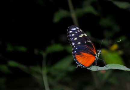 Black And Orange Butterfly Photo photo