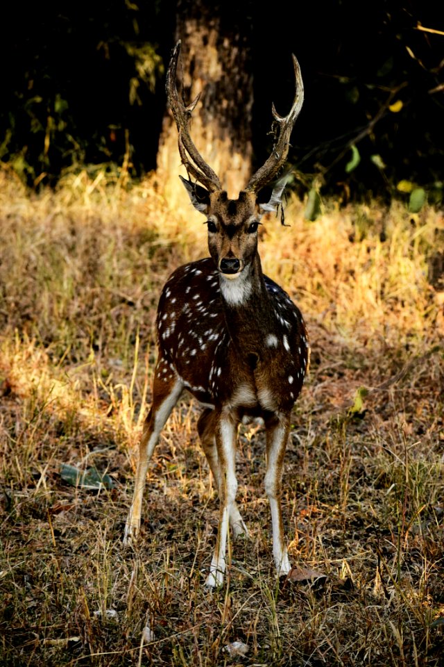 Photography Of Deer On Grass