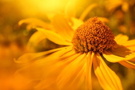 Shallow Focus Photography Of Yellow Daisy