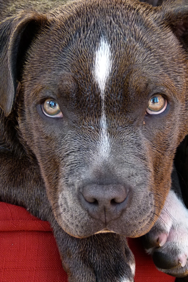 Canine portrait animal