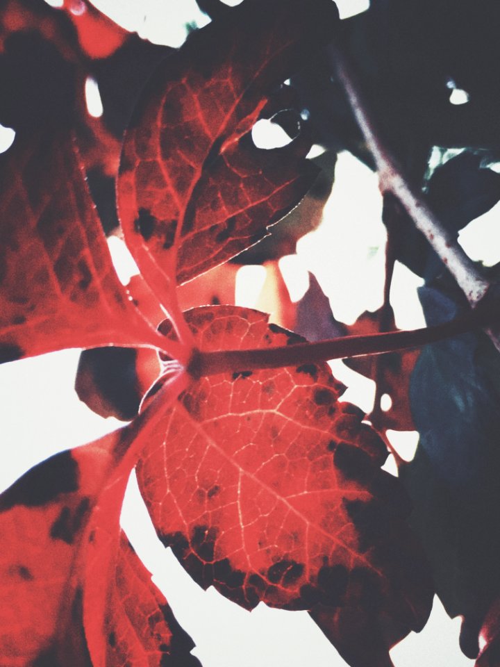 Closeup Photography Of Red Leaf