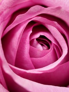 Closeup Photography Of Pink Rose Flower photo