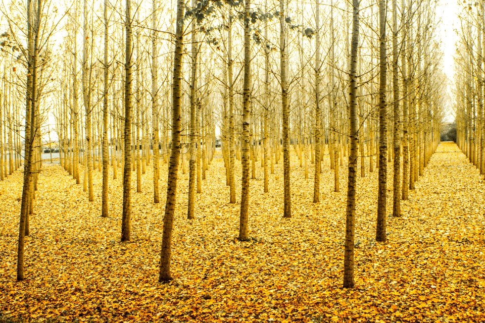 Photo Of Yellow Tree Stems