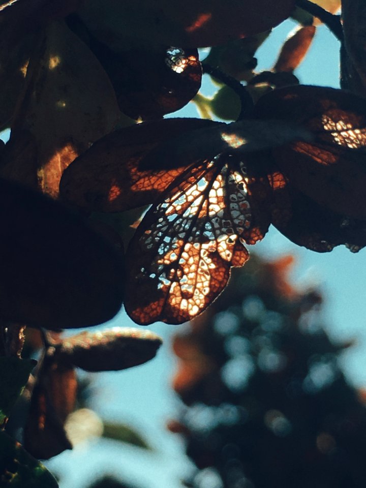 Close Up Photo Of Dry Leaves