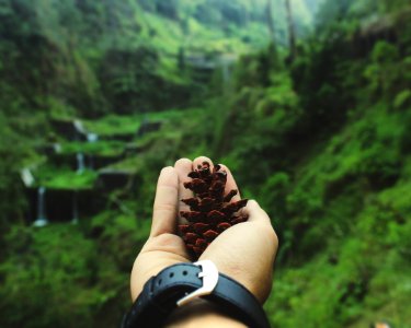 Macro Shot Of Person Holding Pinecone