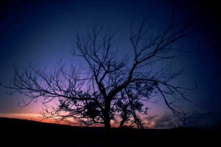 Photo Of Autumn Tree During Sunset photo
