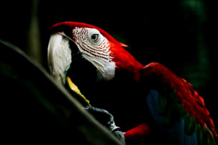 Selective Focus Photography Of Scarlet Macaw