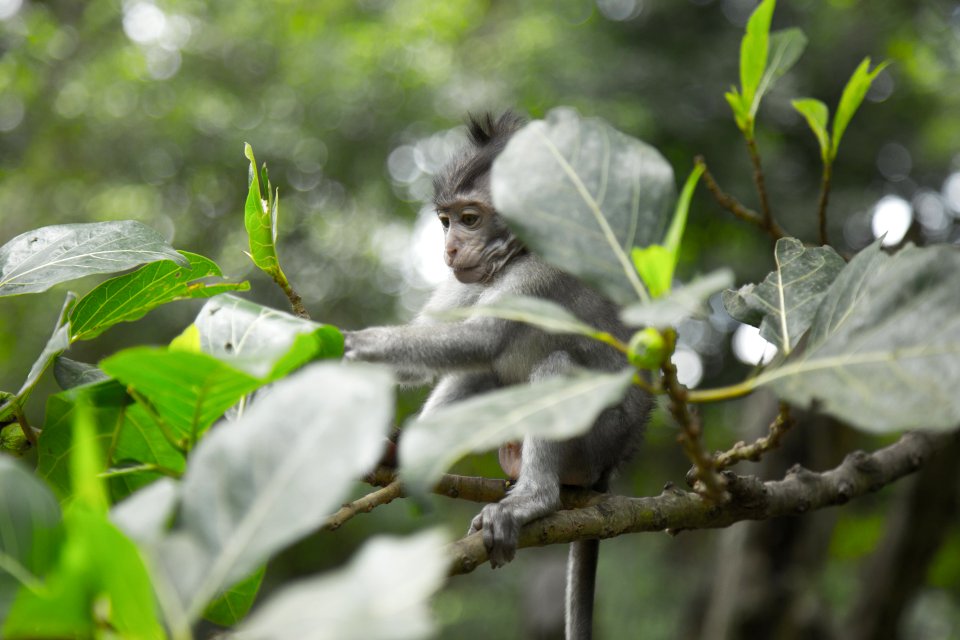 Grey Monkey On Tree Branch