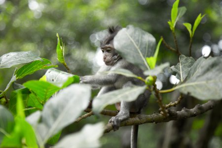 Grey Monkey On Tree Branch photo