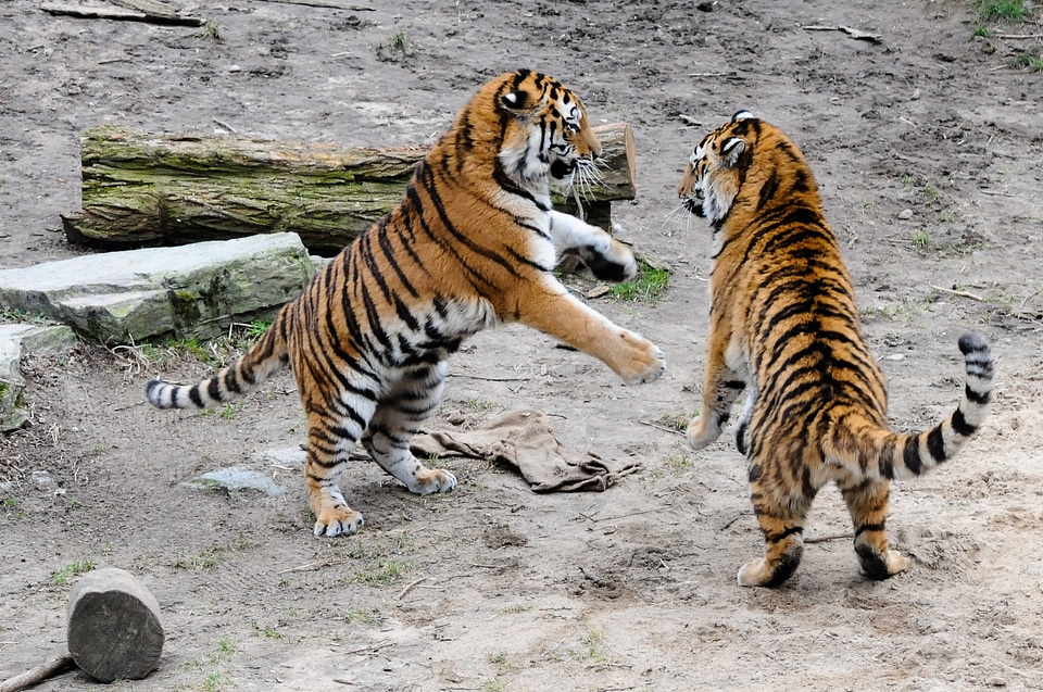 Dangerous predator stripes