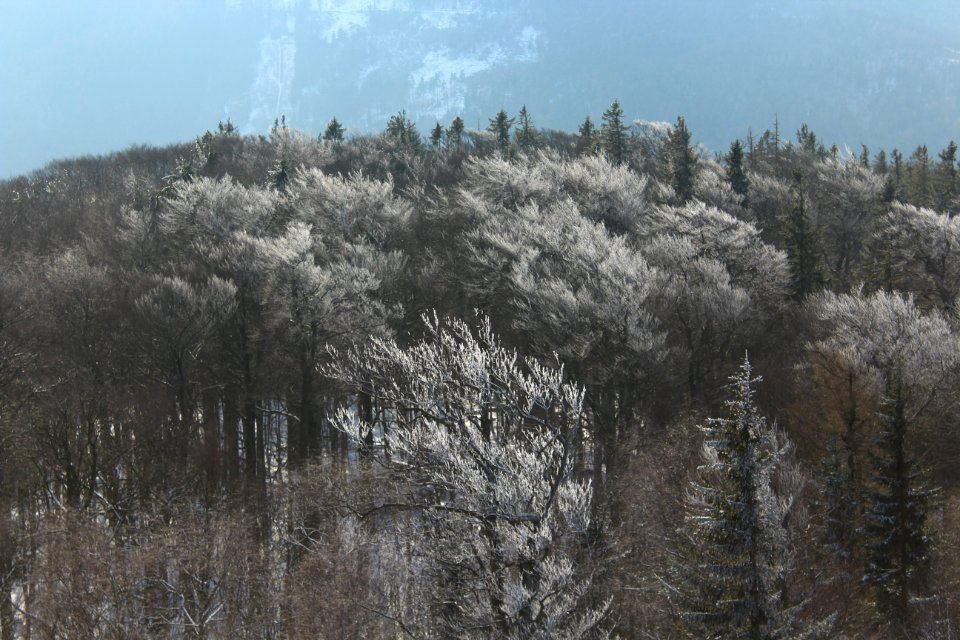 Gray And Green Forest