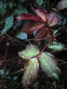 Water Dew On Green And Purple Leaf Plants photo