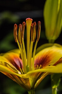 Liliaceae plant flower photo