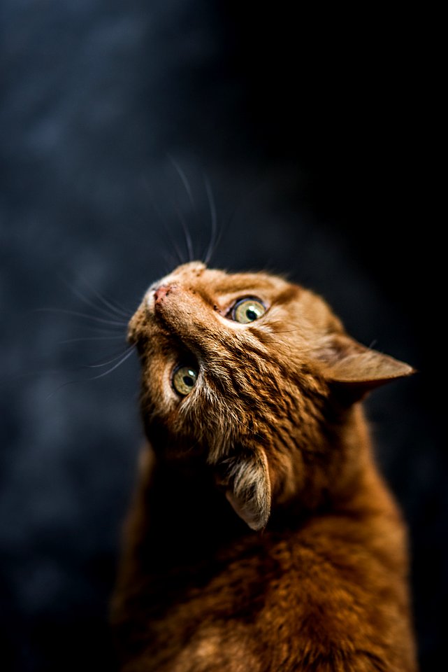 Selective Focus Photography Of Cat
