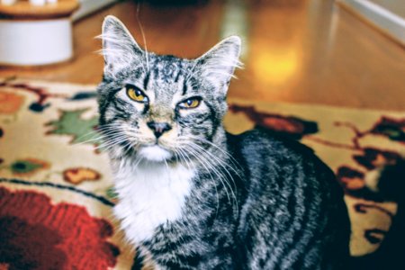 Depth Of Field Photography Of White And Brown Aegean Cat On Area Rug photo