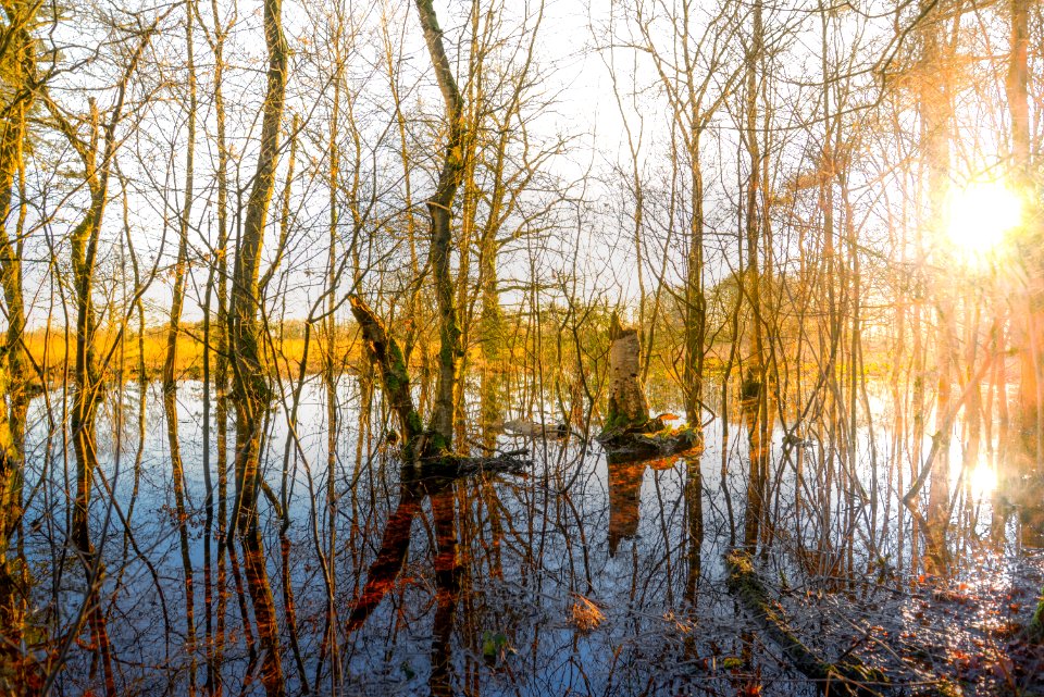 Trees In The Middle Of Body Of Water