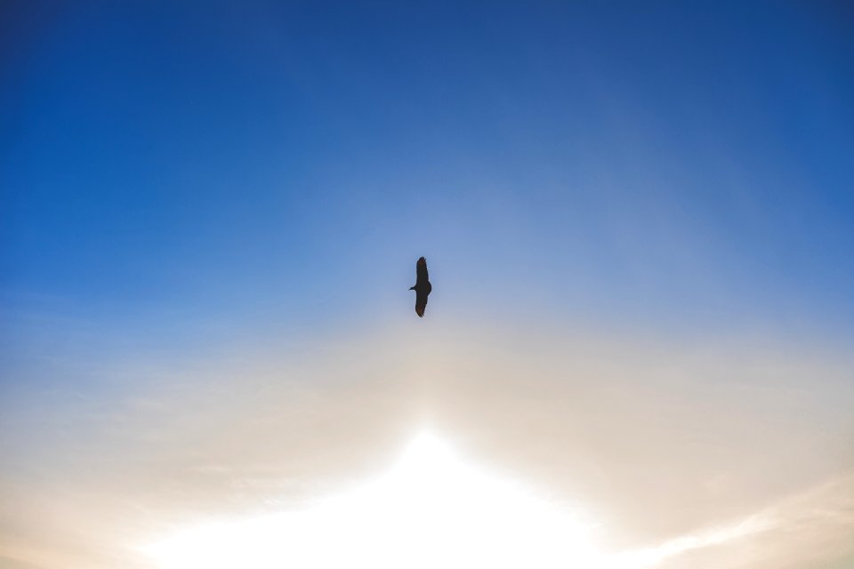Silhouette Photo Of Flying Bird