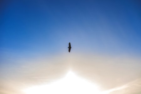 Silhouette Photo Of Flying Bird
