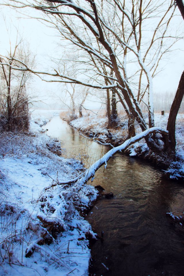 Brown Bare Tree Near River Covered In Snow