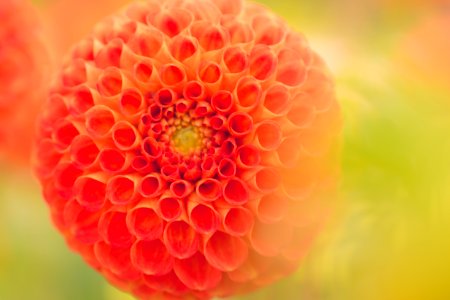 Close-Up Photography Of Orange Dahlia Flower photo