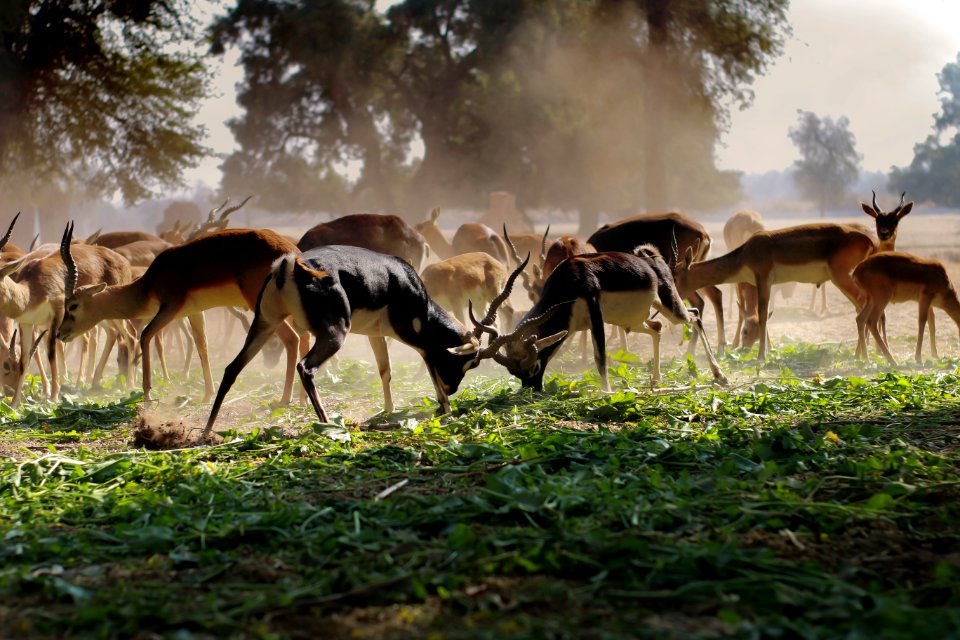 Flock Of Brown Deer On Green Grass Field