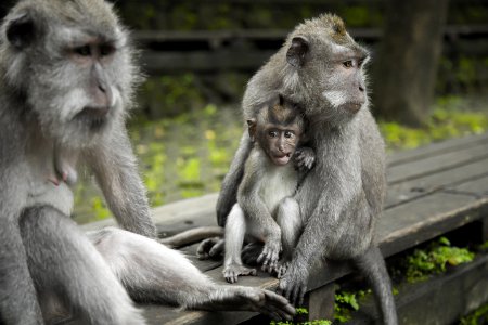 Grey Monkeys On Top Of Brown Table photo