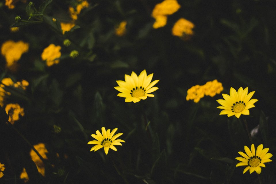 Yellow Petaled Flowers