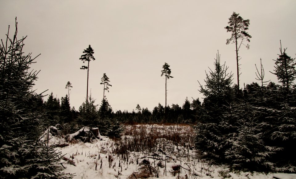 Snow-covered Trees And Land