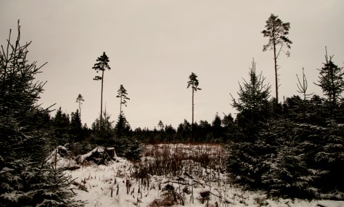 Snow-covered Trees And Land photo