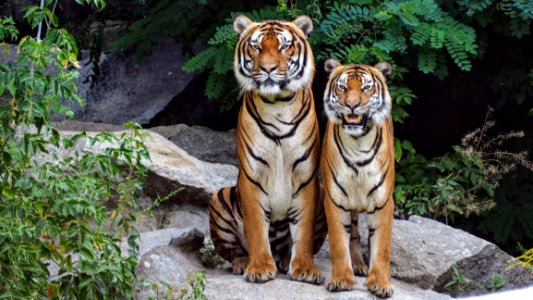 Two Orange Tigers Sitting Beside Each Other