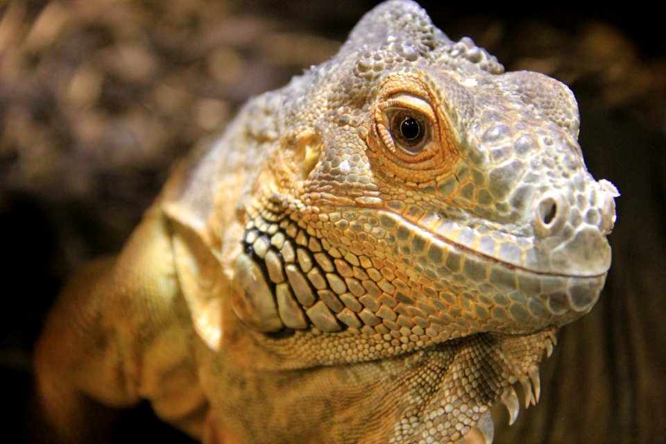 Brown Commodo Dragon