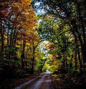 Photo Of Empty Road With Green Leaf Trees On Both Side Of The Road photo