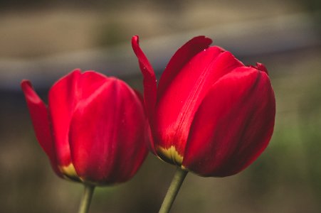 Shallow Focus Photography Of Two Red Flowers photo