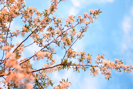 Flowering Tree