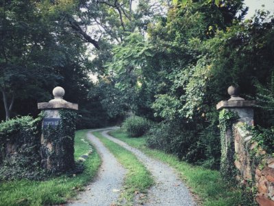 Green Trees Near Road photo