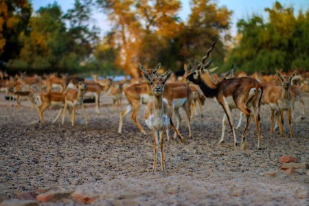 Brown Deer photo