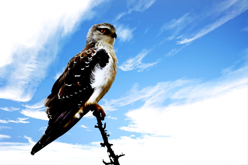 White And Brown Eagle