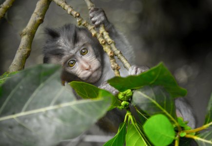 Gray Monkey Holding On Gray Tree Branch