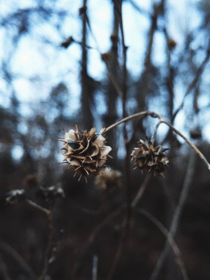 Close Up View Of White And Brown Dried Flower photo