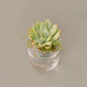 Green Succulent Plant On Top Of Bottle photo